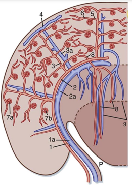  Figure 1: This is an illustration of the vascular system of the human kidney. 1, interlobar arteries; 1a, interlobar vein; 2, arcuate arteries; 2a, arcuate veins; 3, interlobular arteries; 3a, interlobular veins; 4, stellate vein; 5, afferent arterioles; 6, efferent arterioles; 7a, 7b, glomerular capillary networks; 8, descending vasa recta; 9, ascending vasa recta. Taken from Koeppen, B.A., Stanton, B.A., 2010. Berne and Levy Physiology, sixth ed. Elsevier, Chapter 32 (Elements of Renal Function). Figure 32-2, p. 559. (REF: EJ Johns & AF Ahmeda).