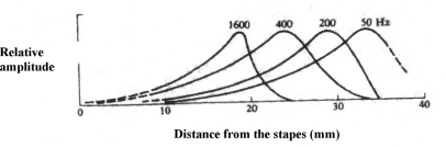  Figure 3: The relative amplitude of the displacement of the basilar membrane serves as a function of the distance from the stapes for many different frequencies.